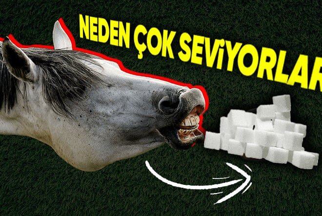 Atlar Neden Şekeri Bu Kadar Çok Seviyor? Onlarınki İstek Değil İhtiyaç!