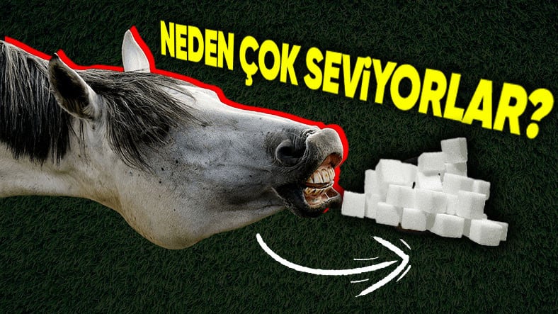 Atlar Neden Şekeri Bu Kadar Çok Seviyor? Onlarınki İstek Değil İhtiyaç!